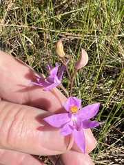Calopogon barbatus