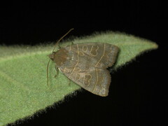 Ipimorpha subtusa