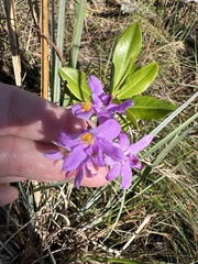 Calopogon barbatus