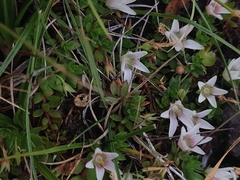 Lysimachia buxifolia