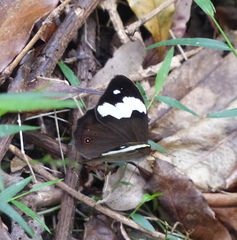 Heteronympha mirifica