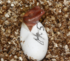 Correlophus