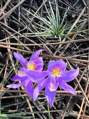 Calopogon barbatus