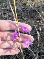 Calopogon barbatus