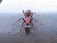 Camponotus obscuripes