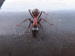 Camponotus obscuripes