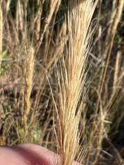 Aristida spiciformis