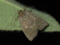 Ipimorpha subtusa