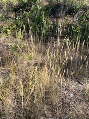 Aristida spiciformis