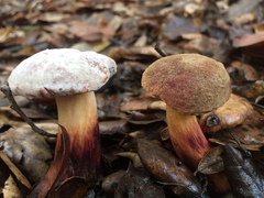 Xerocomellus dryophilus