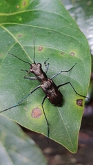 Odontocheila