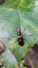 Odontocheila