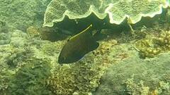 Plectroglyphidodon apicalis