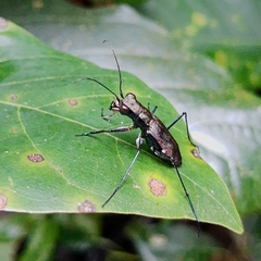 Odontocheila