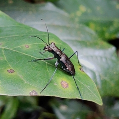 Odontocheila
