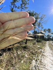 Andropogon brachystachyus