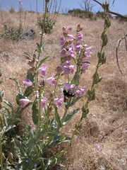 Penstemon palmeri macranthus