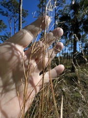 Andropogon brachystachyus