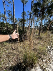 Andropogon brachystachyus