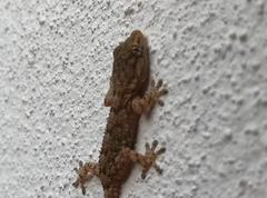 Tarentola mauritanica mauritanica