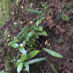 Parsonsia heterophylla