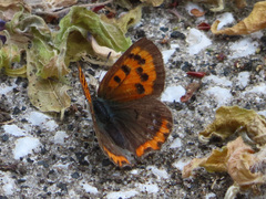 Lycaena phlaeas daimio