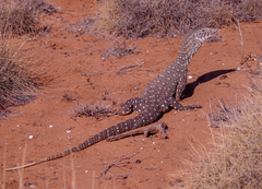 Varanus giganteus