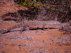 Varanus giganteus