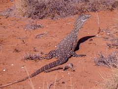 Varanus giganteus