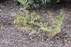 Dryopteris erythrosora