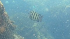 Abudefduf bengalensis
