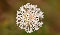 Melanthera angustifolia