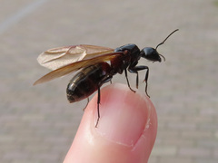 Camponotus obscuripes