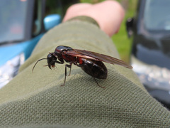 Camponotus obscuripes