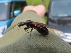 Camponotus obscuripes