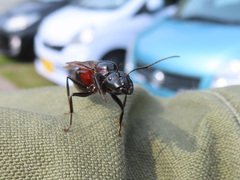 Camponotus obscuripes