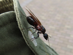 Camponotus obscuripes