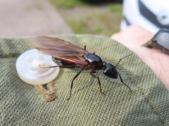 Camponotus obscuripes