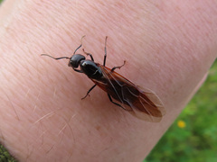 Camponotus obscuripes
