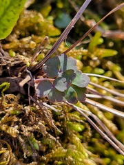 Aquilegia canadensis
