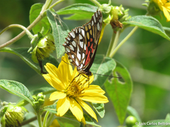 Nymphalidae