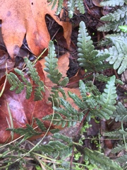 Pentagramma triangularis