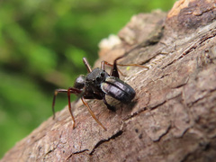 Myrmarachne japonica