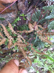 Pentagramma triangularis