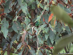 Saucerottia saucerottei