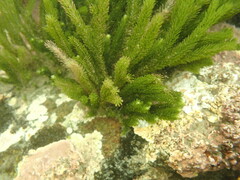 Caulerpa brownii