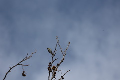 Setophaga coronata