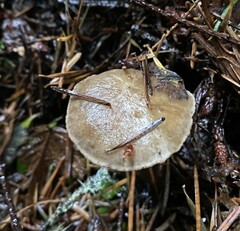 Ampulloclitocybe