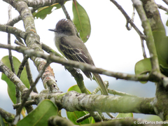 Myiarchus cephalotes