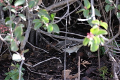 Mimus polyglottos